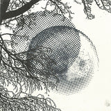 Ziv* : Dot (CD, Album)