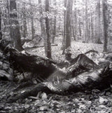 Deaf Center : Pale Ravine (LP, Album)