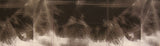 Sigur Rós : Ba Ba Ti Ki Di Do (CD, Promo)
