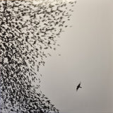 Wilco : Sky Blue Sky (2xLP, Album, Ltd, RP, Sky)